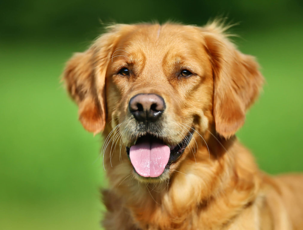 Dog Classifier